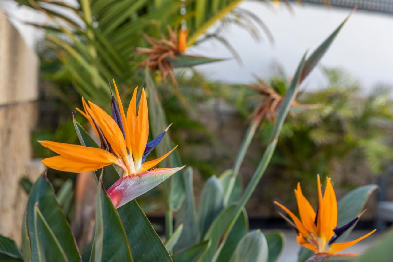 Medano4You The Strelitzia Holiday Home El Medano  Bagian luar foto